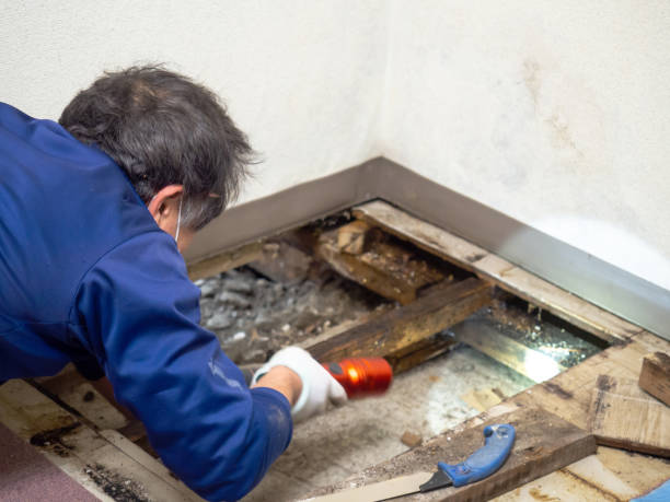 Best Attic Mold Removal  in Elm City, NC