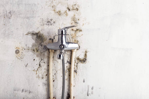Best Mold Testing  in Elm City, NC