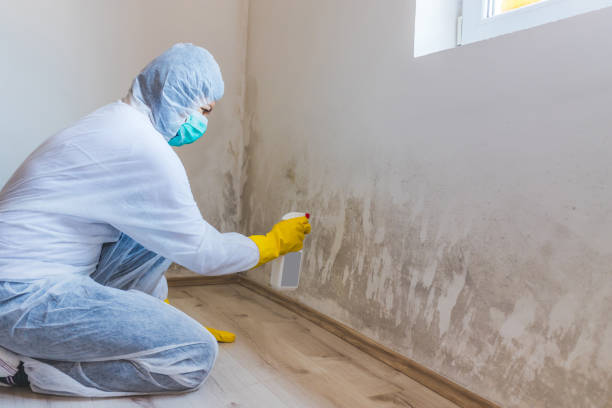 Best Attic Mold Removal  in Elm City, NC