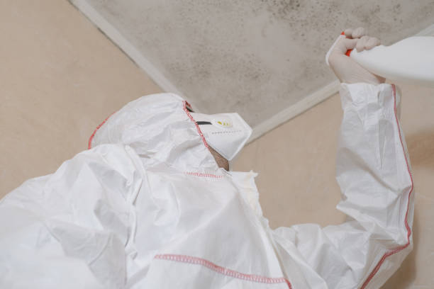 Best Black Mold Removal  in Elm City, NC