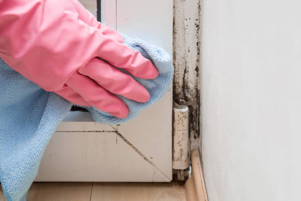 Best Same-Day Mold Removal  in Elm City, NC