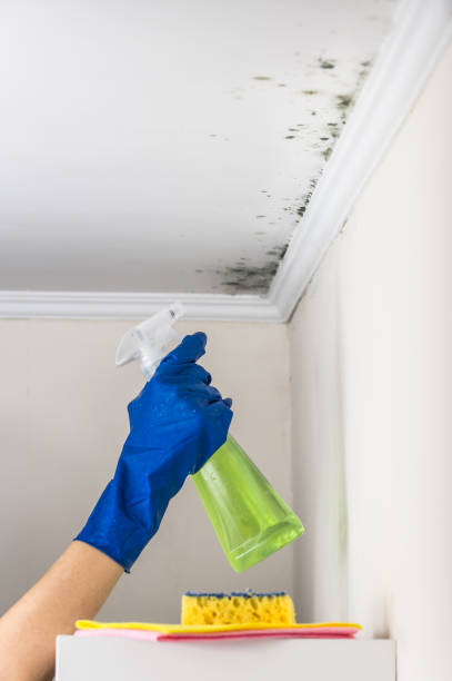 Reliable Elm City, NC Mold Removal Solutions